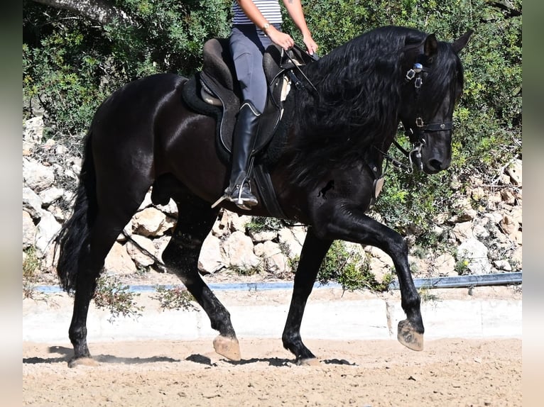 PRE Mix Stallone 5 Anni 160 cm Morello in Menorca
