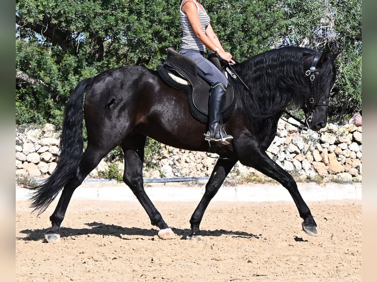 PRE Mix Stallone 5 Anni 160 cm Morello in Menorca