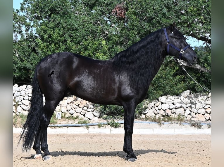 PRE Mix Stallone 5 Anni 160 cm Morello in Menorca