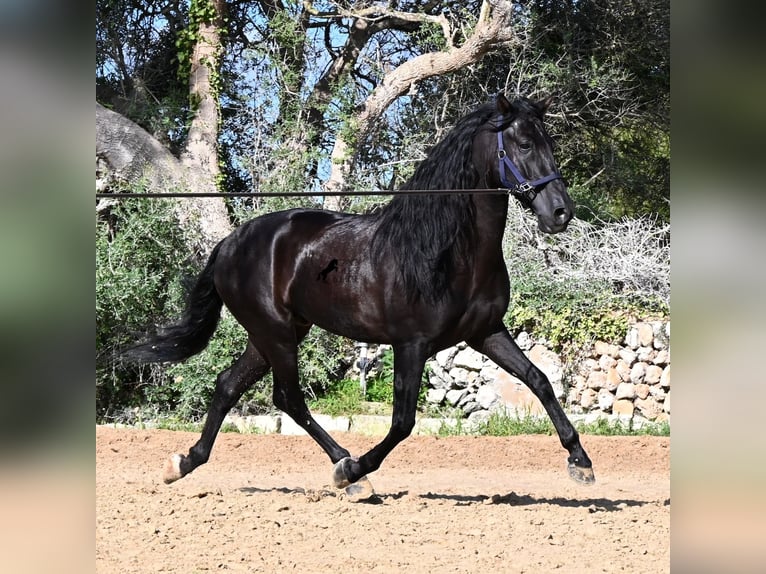 PRE Mix Stallone 5 Anni 160 cm Morello in Menorca