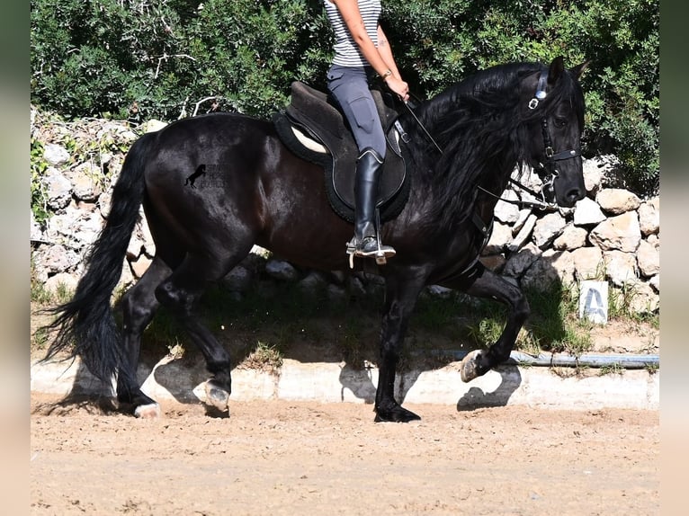 PRE Mix Stallone 5 Anni 160 cm Morello in Menorca