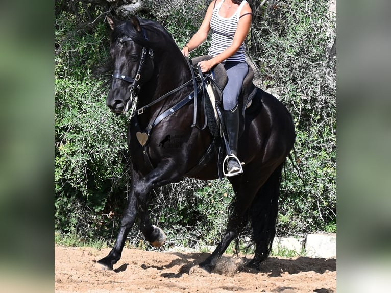 PRE Mix Stallone 5 Anni 160 cm Morello in Menorca