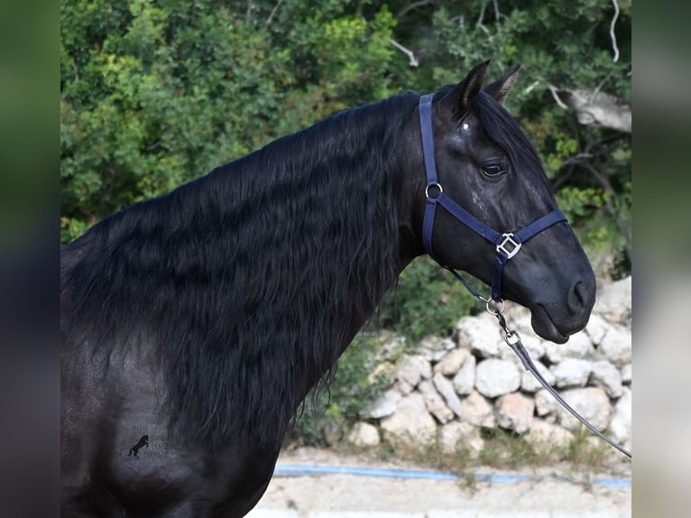 PRE Mix Stallone 5 Anni 160 cm Morello in Menorca