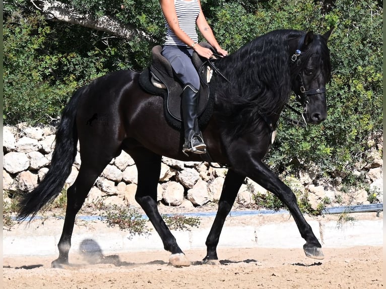 PRE Mix Stallone 5 Anni 160 cm Morello in Menorca