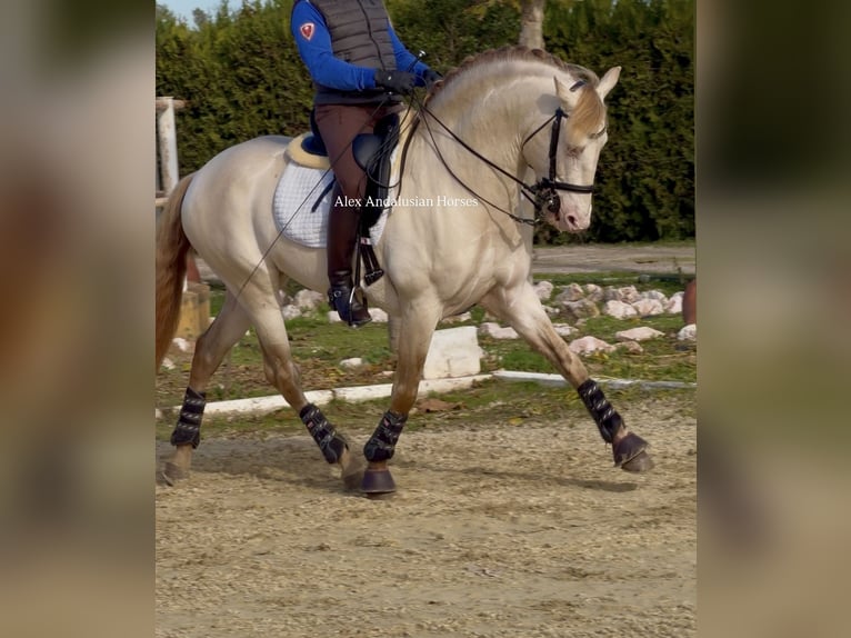 PRE Mix Stallone 5 Anni 160 cm Perlino in Sevilla