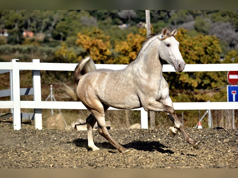 PRE Mix Stallone 5 Anni 161 cm Grigio in SANTA PERPETUA DE MOGODA