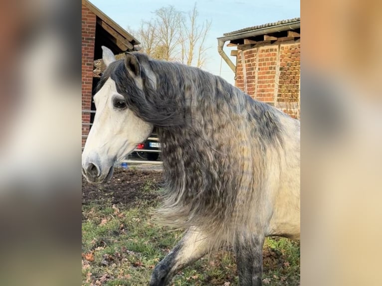 PRE Stallone 5 Anni 161 cm Grigio pezzato in Münster