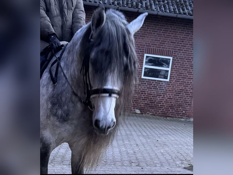 PRE Stallone 5 Anni 161 cm Grigio pezzato in Münster