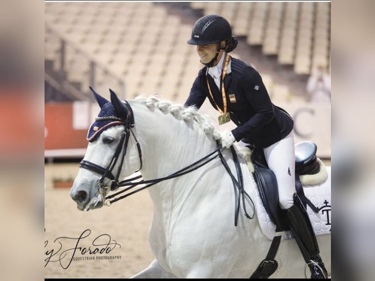 PRE Stallone 5 Anni 161 cm Grigio pezzato in Münster