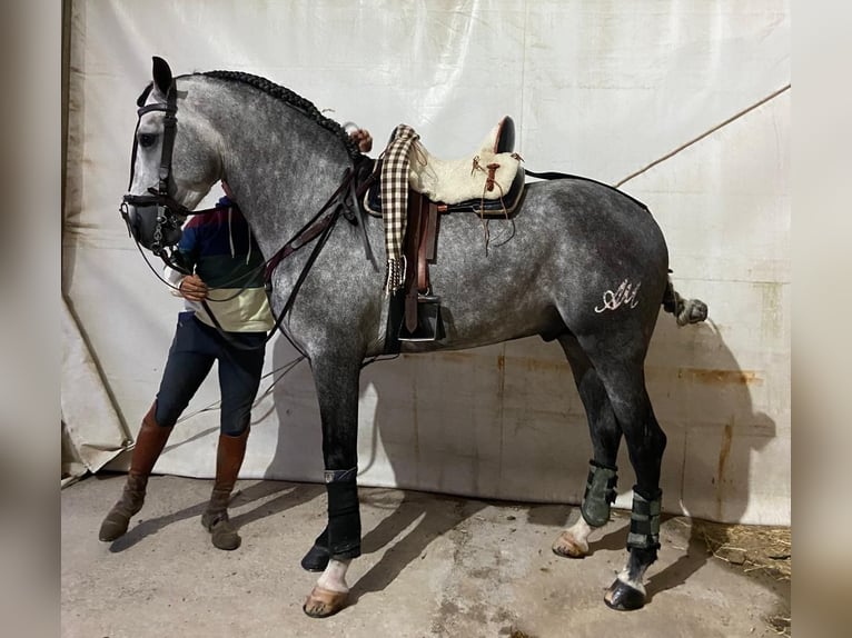 PRE Stallone 5 Anni 161 cm Grigio in Salucar