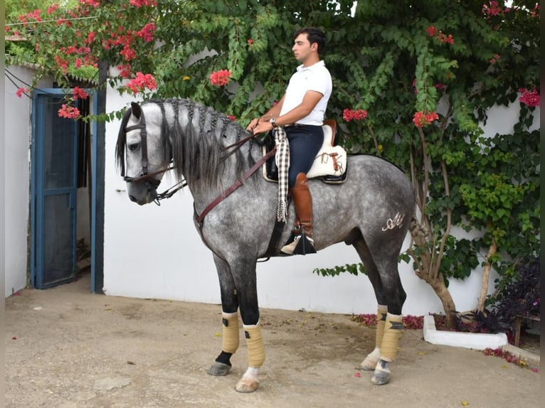 PRE Stallone 5 Anni 161 cm Grigio in Salucar
