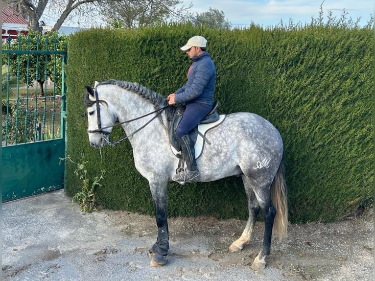 PRE Stallone 5 Anni 161 cm Grigio in Salucar
