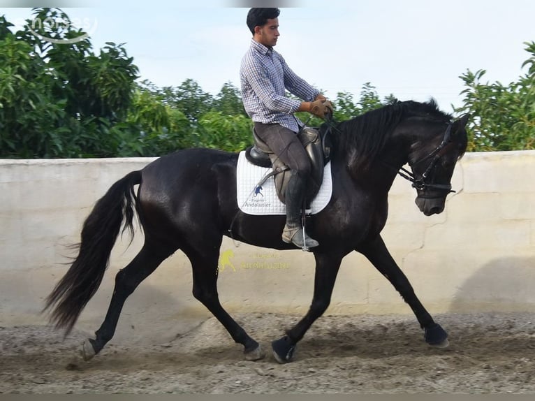 PRE Stallone 5 Anni 161 cm Morello in Provinz Malaga