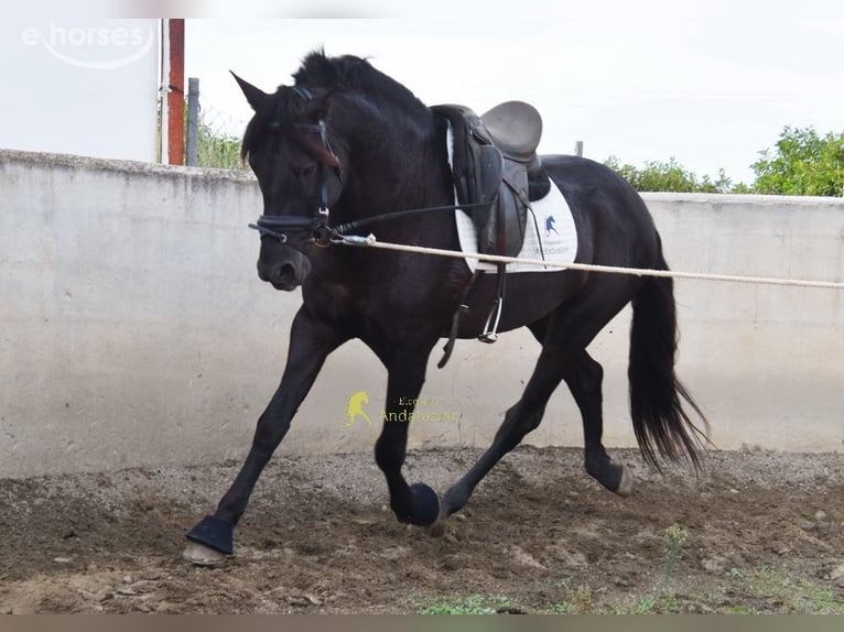 PRE Stallone 5 Anni 161 cm Morello in Provinz Malaga