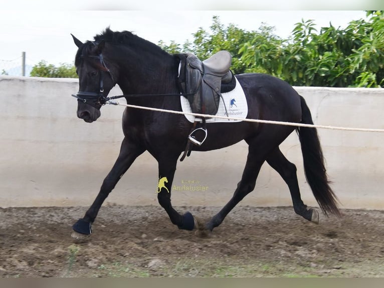 PRE Stallone 5 Anni 161 cm Morello in Provinz Malaga