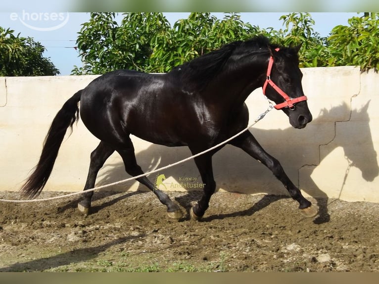 PRE Stallone 5 Anni 161 cm Morello in Provinz Malaga