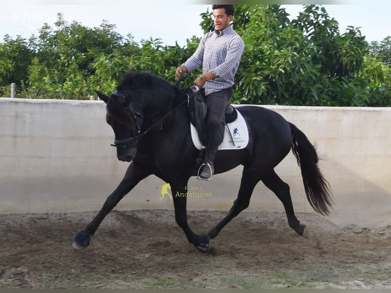 PRE Stallone 5 Anni 161 cm Morello in Provinz Malaga
