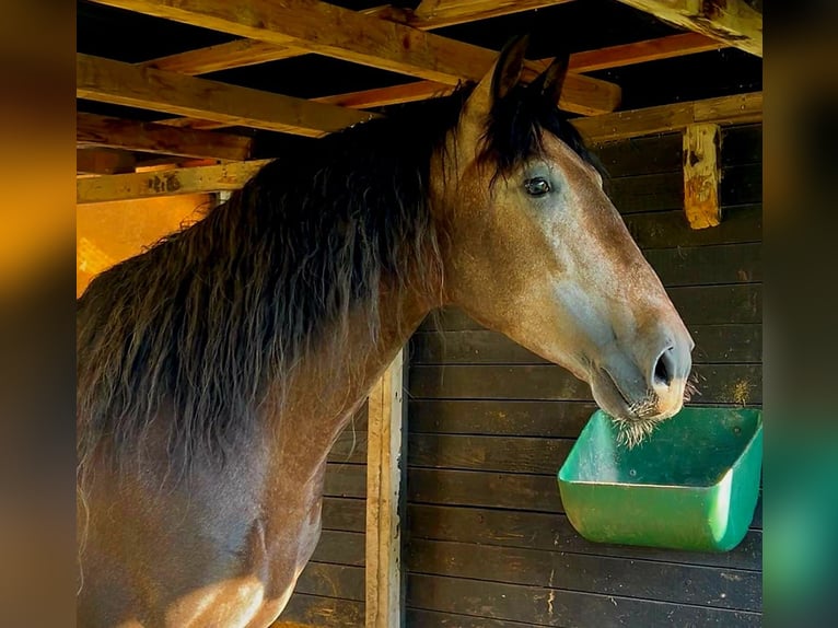 PRE Stallone 5 Anni 161 cm Può diventare grigio in Polenz