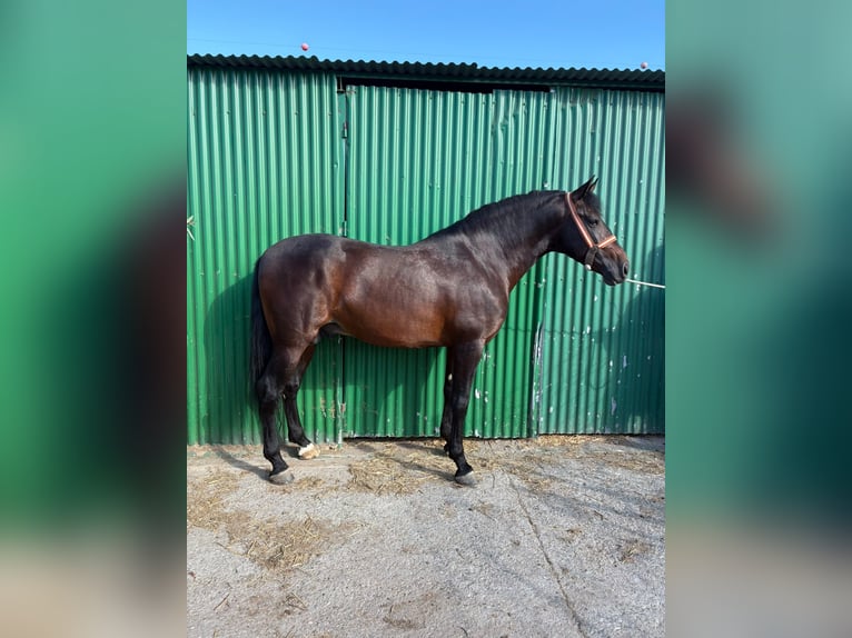PRE Mix Stallone 5 Anni 162 cm Baio in Vejer de la Frontera