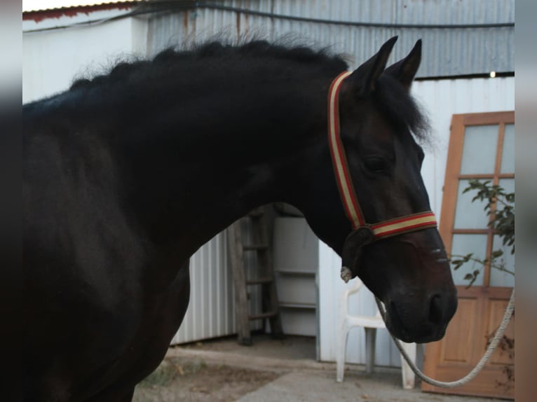 PRE Mix Stallone 5 Anni 162 cm Baio in Vejer de la Frontera