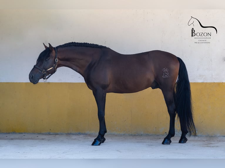 PRE Stallone 5 Anni 162 cm Baio nero in Annecy