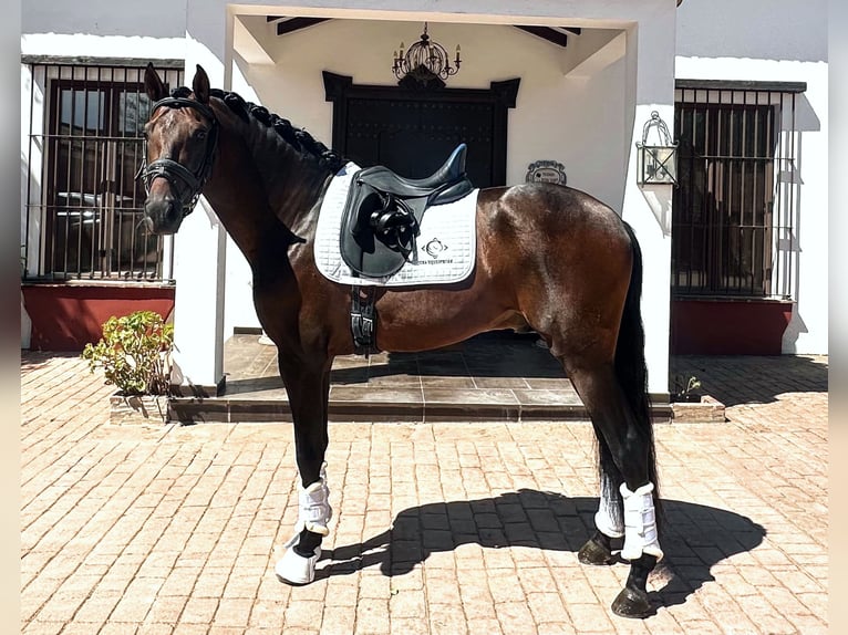 PRE Stallone 5 Anni 162 cm Baio scuro in Sevilla