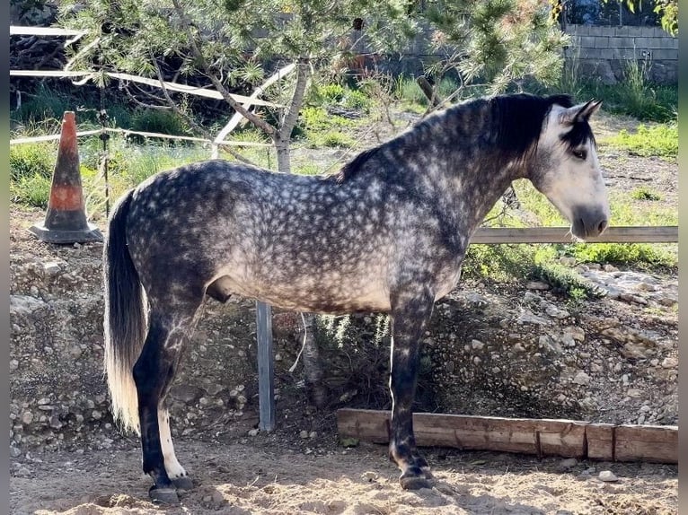 PRE Stallone 5 Anni 162 cm Grigio ferro in Valencia