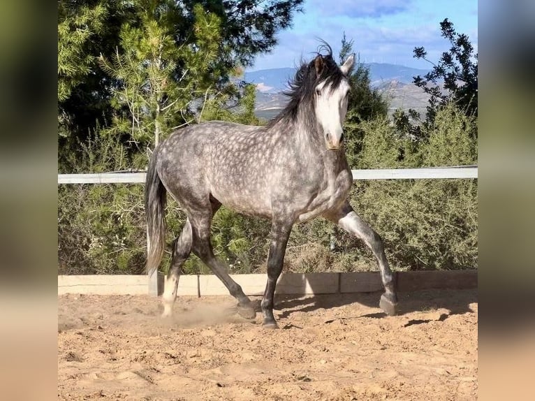 PRE Stallone 5 Anni 162 cm Grigio ferro in Valencia