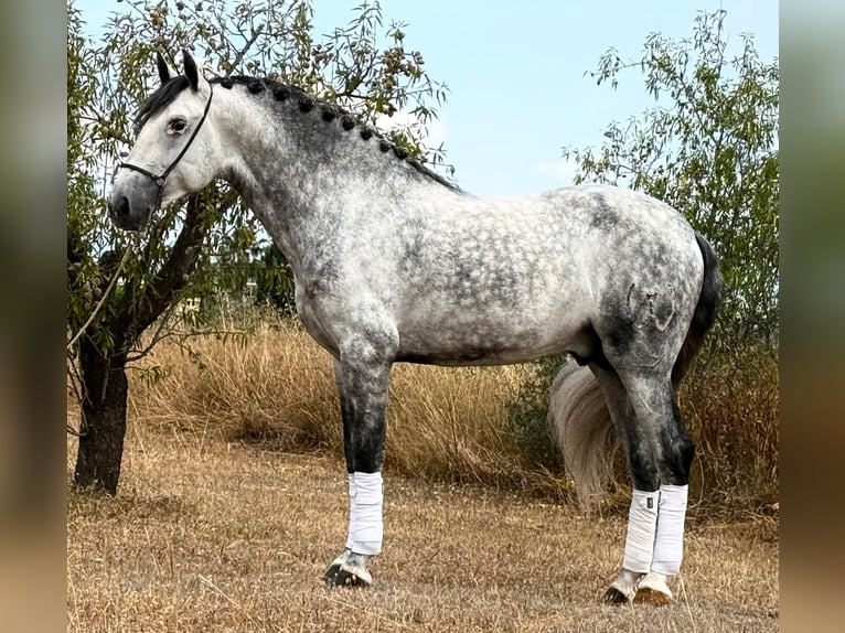 PRE Mix Stallone 5 Anni 162 cm Grigio pezzato in Schwarme