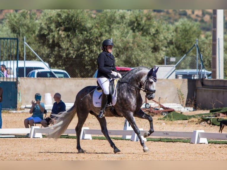 PRE Stallone 5 Anni 162 cm Grigio pezzato in Rafelguaraf