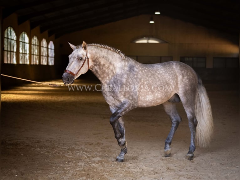 PRE Stallone 5 Anni 162 cm Grigio pezzato in Rafelguaraf