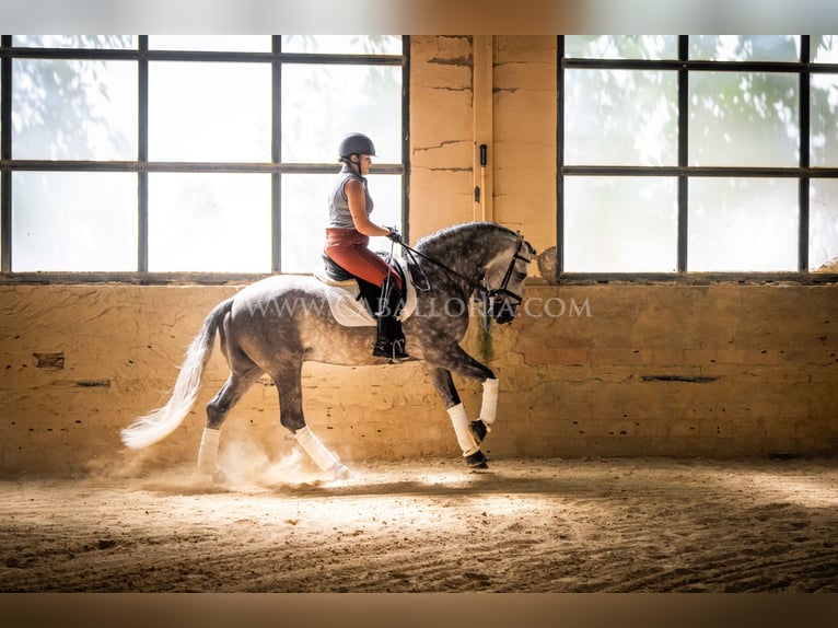 PRE Stallone 5 Anni 162 cm Grigio pezzato in Rafelguaraf