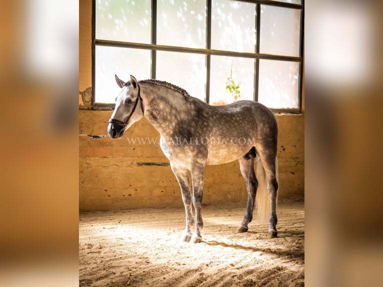 PRE Stallone 5 Anni 162 cm Grigio pezzato in Rafelguaraf