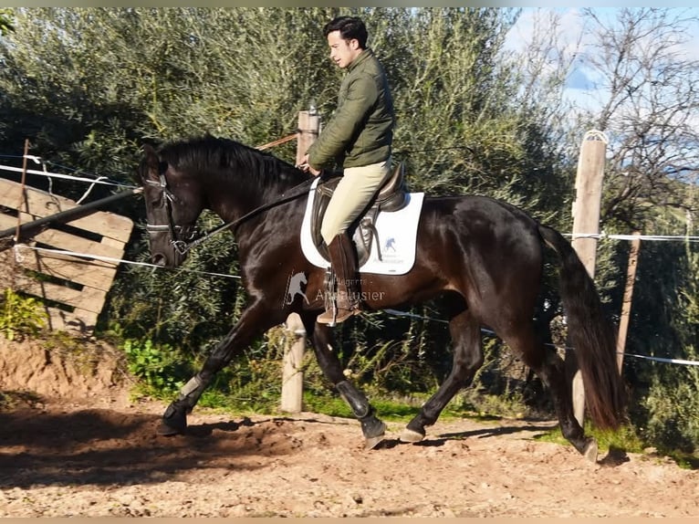 PRE Stallone 5 Anni 162 cm Morello in Provinz Malaga
