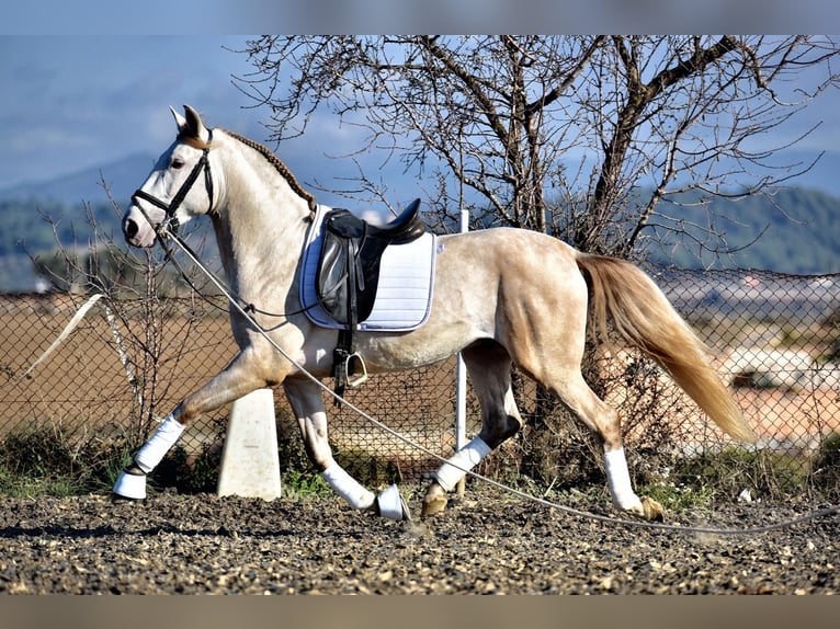 PRE Mix Stallone 5 Anni 162 cm Pearl in Sentmenat