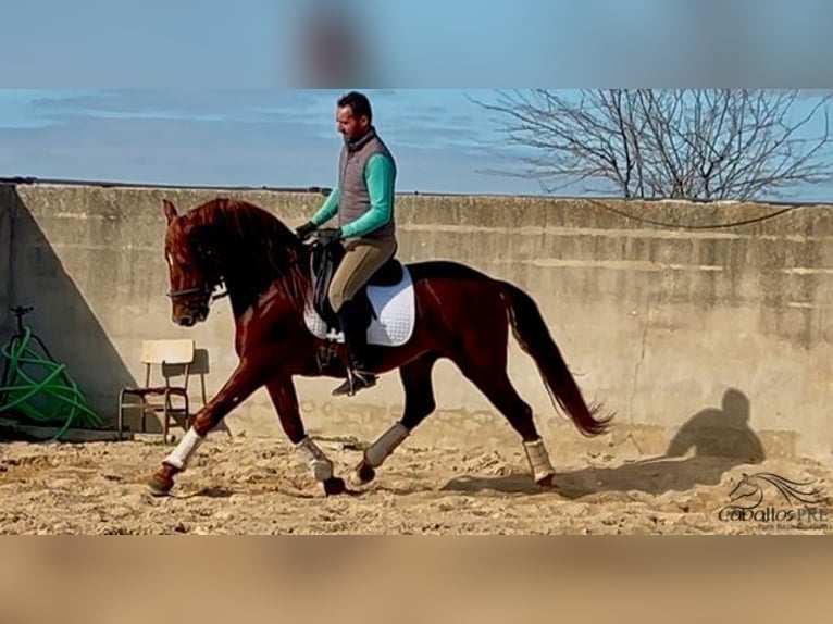 PRE Stallone 5 Anni 162 cm Sauro in Merida