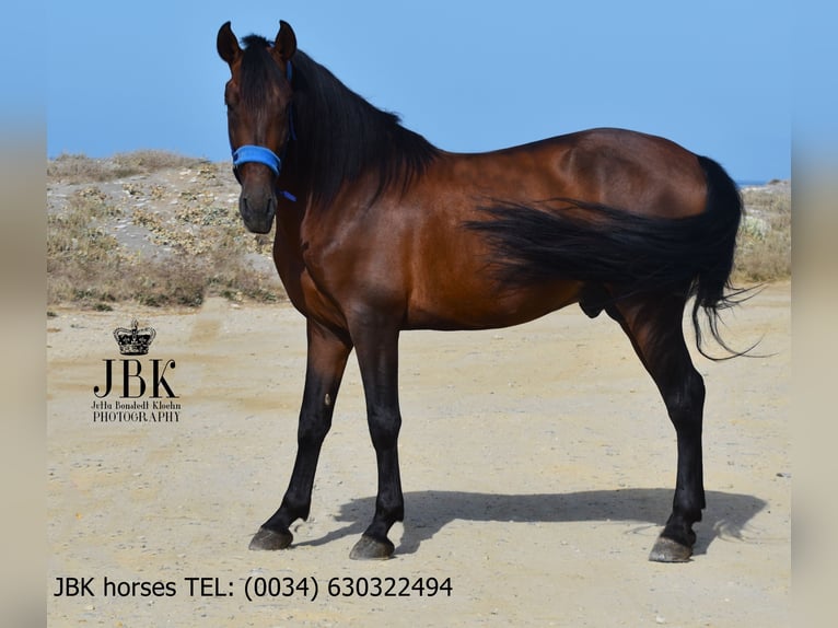 PRE Mix Stallone 5 Anni 163 cm Baio in Tabernas Almer&#xED;a