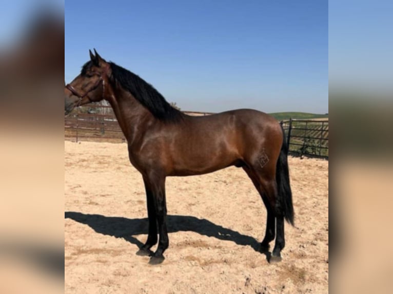 PRE Mix Stallone 5 Anni 163 cm Baio in Arcos de la Frontera