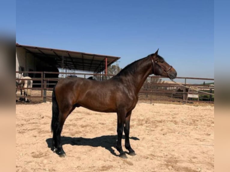 PRE Mix Stallone 5 Anni 163 cm Baio in Arcos de la Frontera