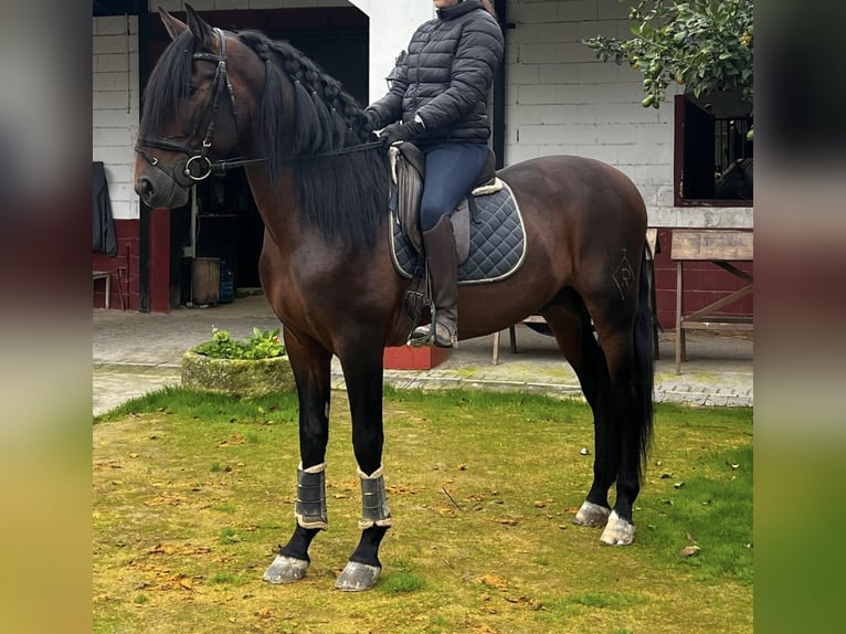 PRE Mix Stallone 5 Anni 163 cm Baio in Arcos de la Frontera