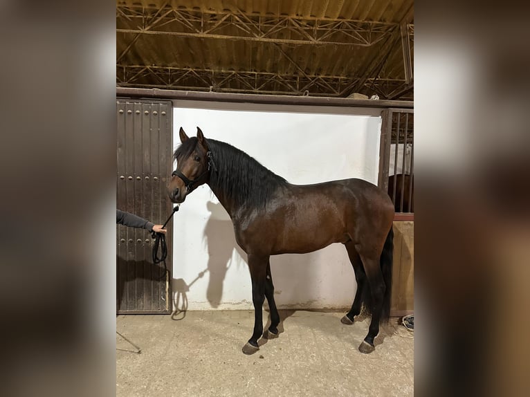 PRE Mix Stallone 5 Anni 163 cm Baio ciliegia in Palma del Rìo