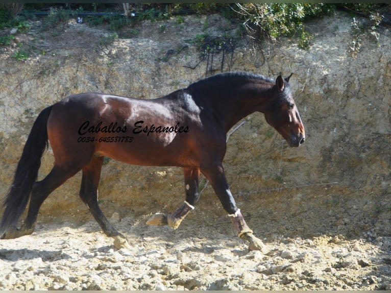 PRE Mix Stallone 5 Anni 163 cm Baio scuro in Vejer de la Frontera