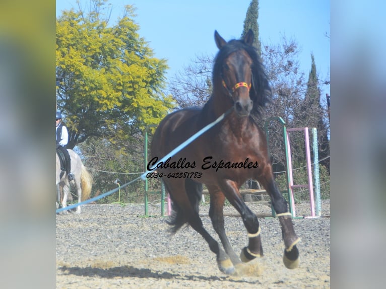PRE Mix Stallone 5 Anni 163 cm Baio scuro in Vejer de la Frontera