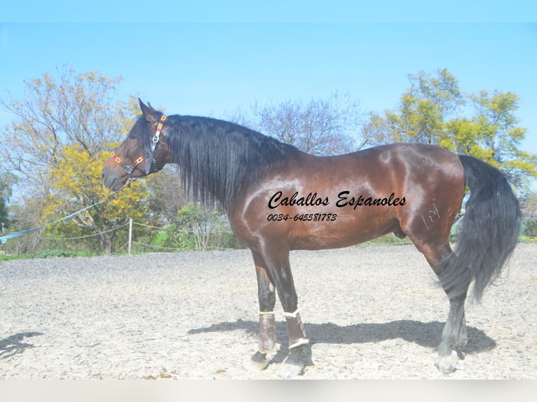 PRE Mix Stallone 5 Anni 163 cm Baio scuro in Vejer de la Frontera