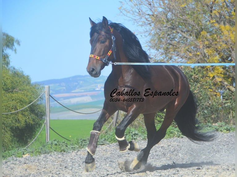 PRE Mix Stallone 5 Anni 163 cm Baio scuro in Vejer de la Frontera