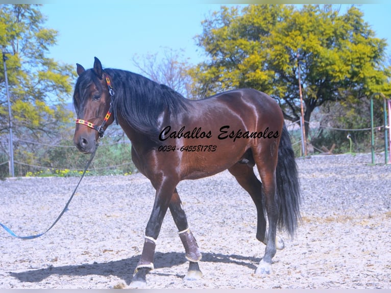 PRE Mix Stallone 5 Anni 163 cm Baio scuro in Vejer de la Frontera