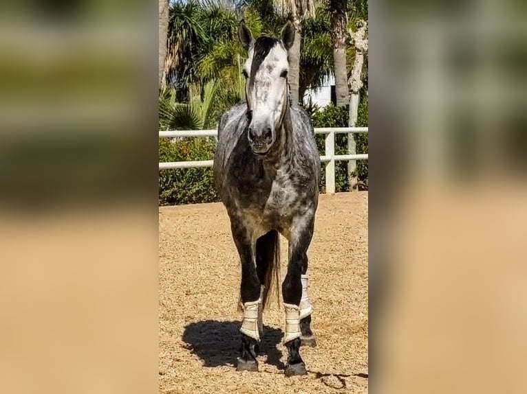 PRE Mix Stallone 5 Anni 163 cm  in Sevilla