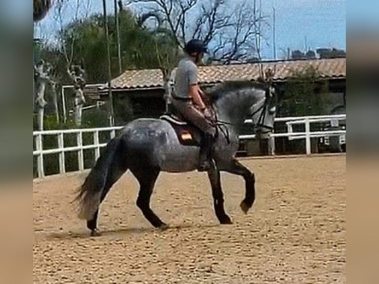 PRE Mix Stallone 5 Anni 163 cm  in Sevilla