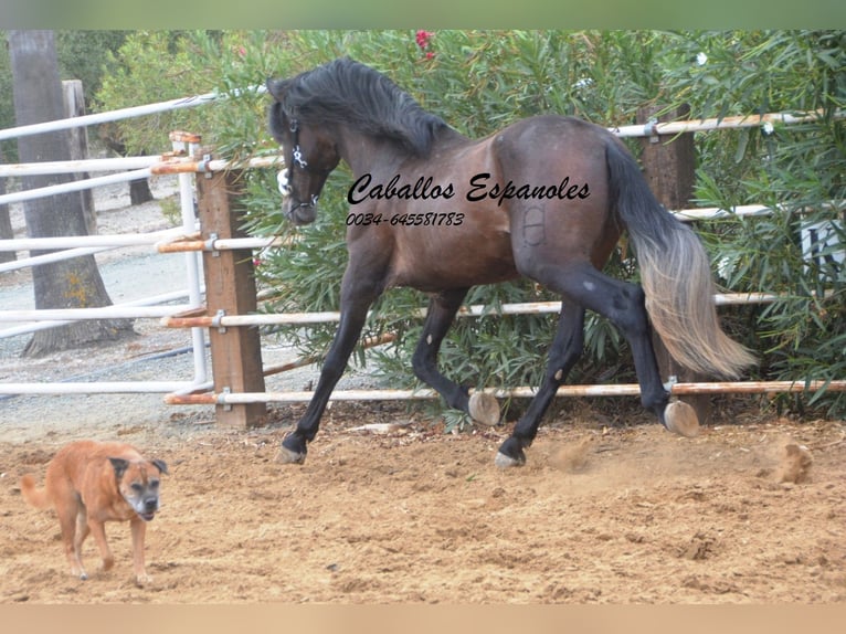 PRE Stallone 5 Anni 163 cm Falbo baio in Vejer de la Frontera