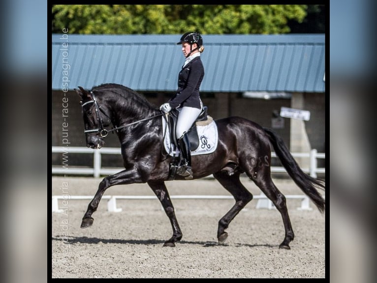 PRE Mix Stallone 5 Anni 163 cm Grigio in Rebecq